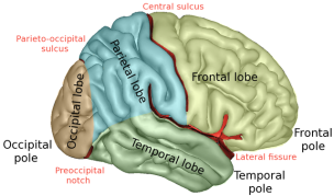 Neocortex lobes Image credit: Sebastian023 via Wikipedia