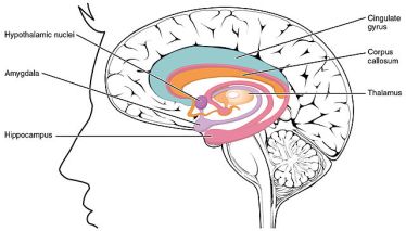 The Limbic System: Image credit: OpenStax College via Wikipedia