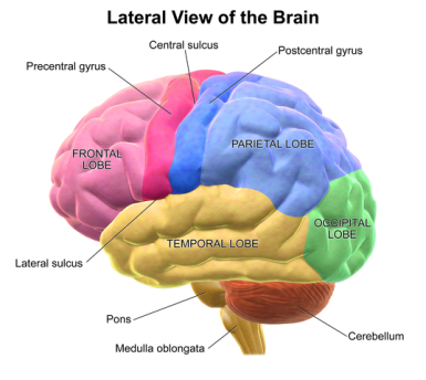 Diagram showing the regions of the brain